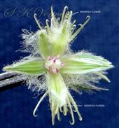  Outer flower with 2 modified (sterile) flowers